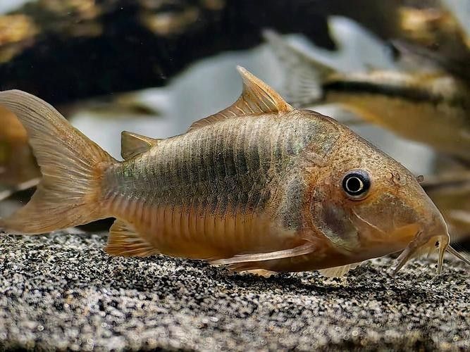 十大口碑最好的鼠魚品種推薦：十大口碑最好的鼠魚品種，十大口碑最好的鼠魚品種