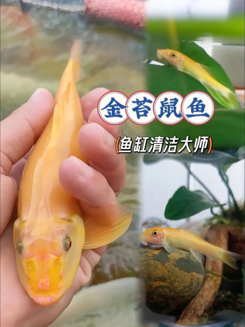 十大口碑最好的鼠魚品種推薦：十大口碑最好的鼠魚品種，十大口碑最好的鼠魚品種