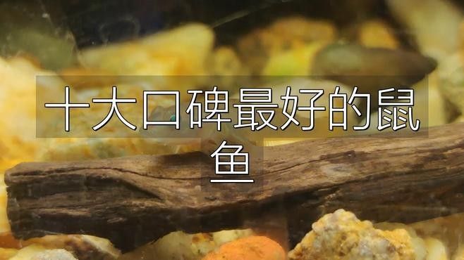 十大口碑最好的鼠魚品種推薦：十大口碑最好的鼠魚品種，十大口碑最好的鼠魚品種