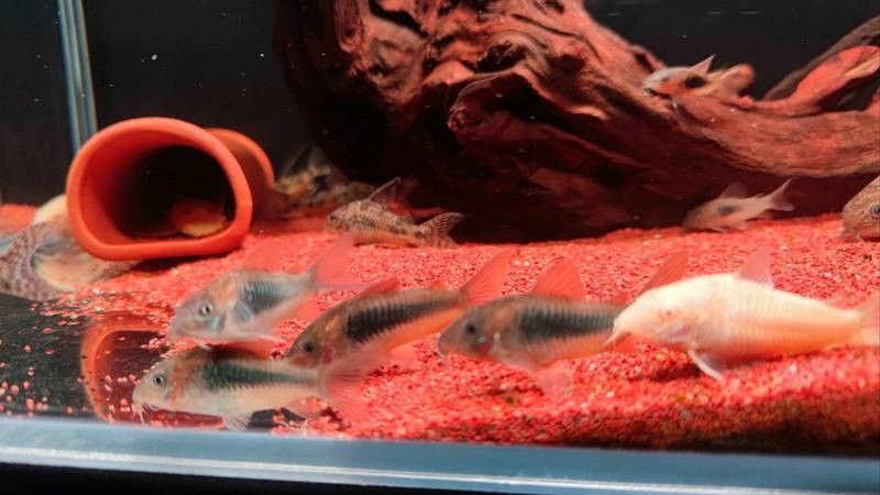 十大口碑最好的鼠魚品種推薦：十大口碑最好的鼠魚品種，十大口碑最好的鼠魚品種