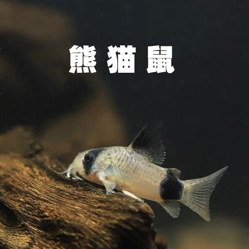 十大口碑最好的鼠魚品種推薦：十大口碑最好的鼠魚品種，十大口碑最好的鼠魚品種