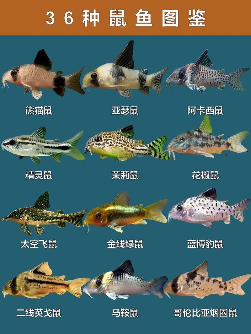 十大口碑最好的鼠魚品種推薦：十大口碑最好的鼠魚品種，十大口碑最好的鼠魚品種