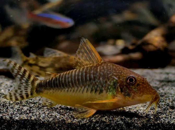 十大口碑最好的鼠魚品種推薦：十大口碑最好的鼠魚品種，十大口碑最好的鼠魚品種
