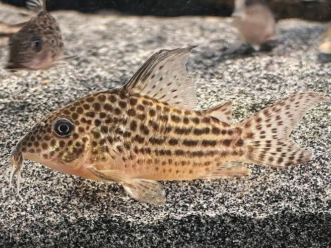 十大口碑最好的鼠魚品種推薦：十大口碑最好的鼠魚品種，十大口碑最好的鼠魚品種