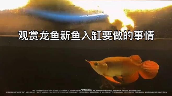 龍魚寓意艾米格調，別被“招財”忽悠了，家中養一缸招財龍魚需要遵循以下三個簡單步驟，享受好運