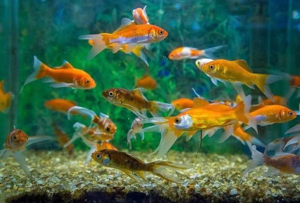 斑馬魚和龍魚能否混養在同一個魚缸中能否和平共處的條件，斑馬魚和龍魚的特點