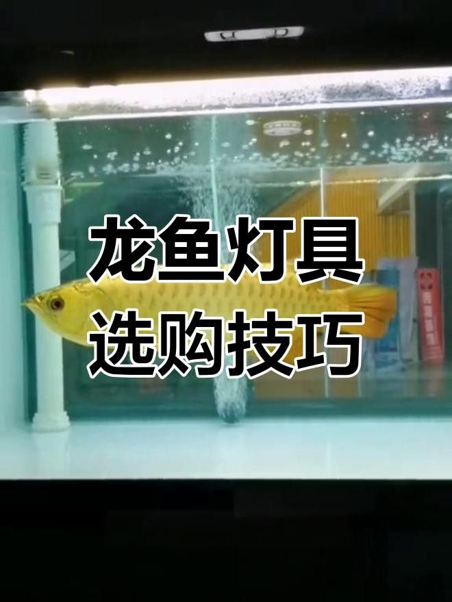 龍魚發(fā)色燈光選擇專業(yè)建議熒光燈與led對比全民小視頻，魚發(fā)色led燈與燈管在效果和適用性上各有優(yōu)勢