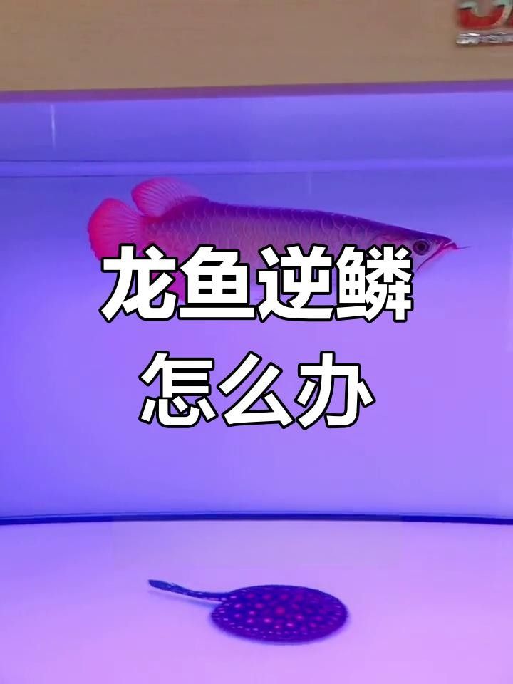 龍魚(yú)鱗片翹起這些原因和應(yīng)對(duì)方法你必須知道，龍魚(yú)鱗片翹起來(lái)怎么回事