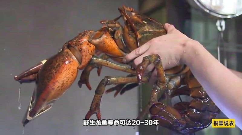 龍魚的壽命一般是多長？，龍魚壽命最長能活多少年熾焰臻品龍魚壽命最長能活多久