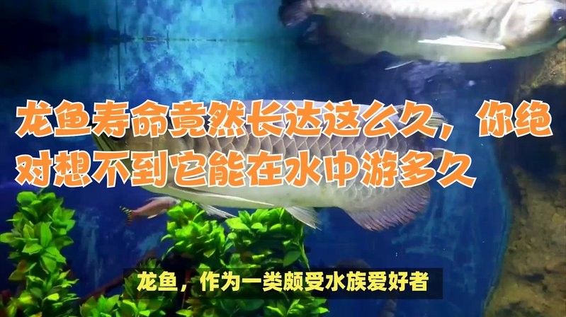 龍魚的壽命一般是多長？，龍魚壽命最長能活多少年熾焰臻品龍魚壽命最長能活多久