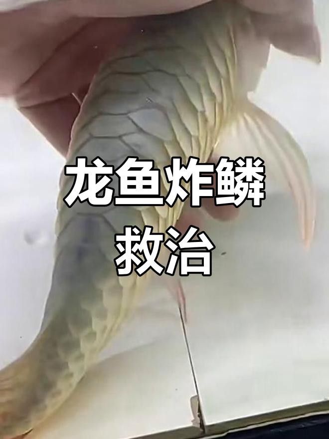 龍魚炸鱗加土霉素有效嗎？，土霉素對(duì)龍魚炸鱗有效嗎
