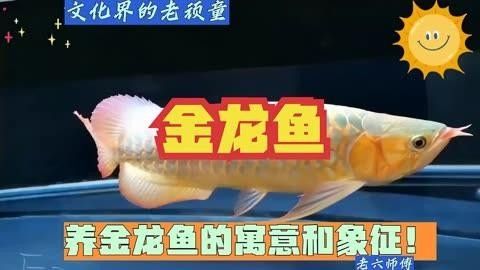 北關金龍魚的養殖技術與市場趨勢，關于北關金龍魚的基礎知識