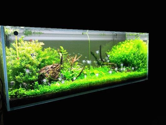 水族館觀賞魚批發市場，南寧市水族館觀賞魚批發市場