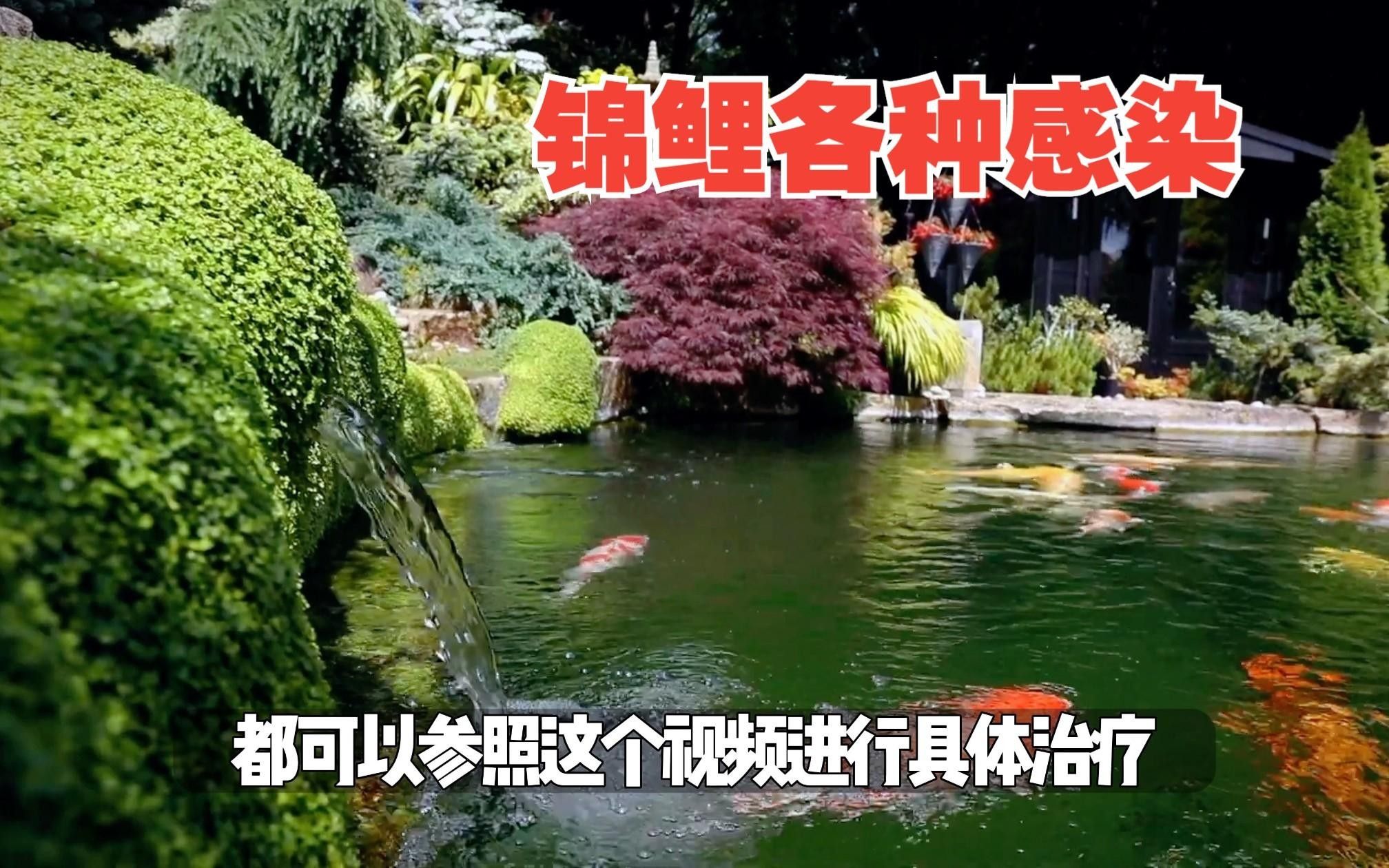 錦鯉病毒性感染的癥狀及處理方案，名貴錦鯉魚疾病及處理方案