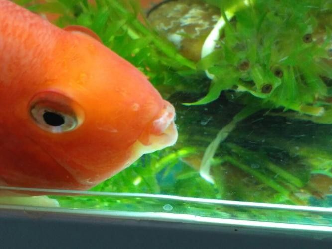 龍魚嘴部發白是什么原因？，龍魚嘴發白后還能活多久，