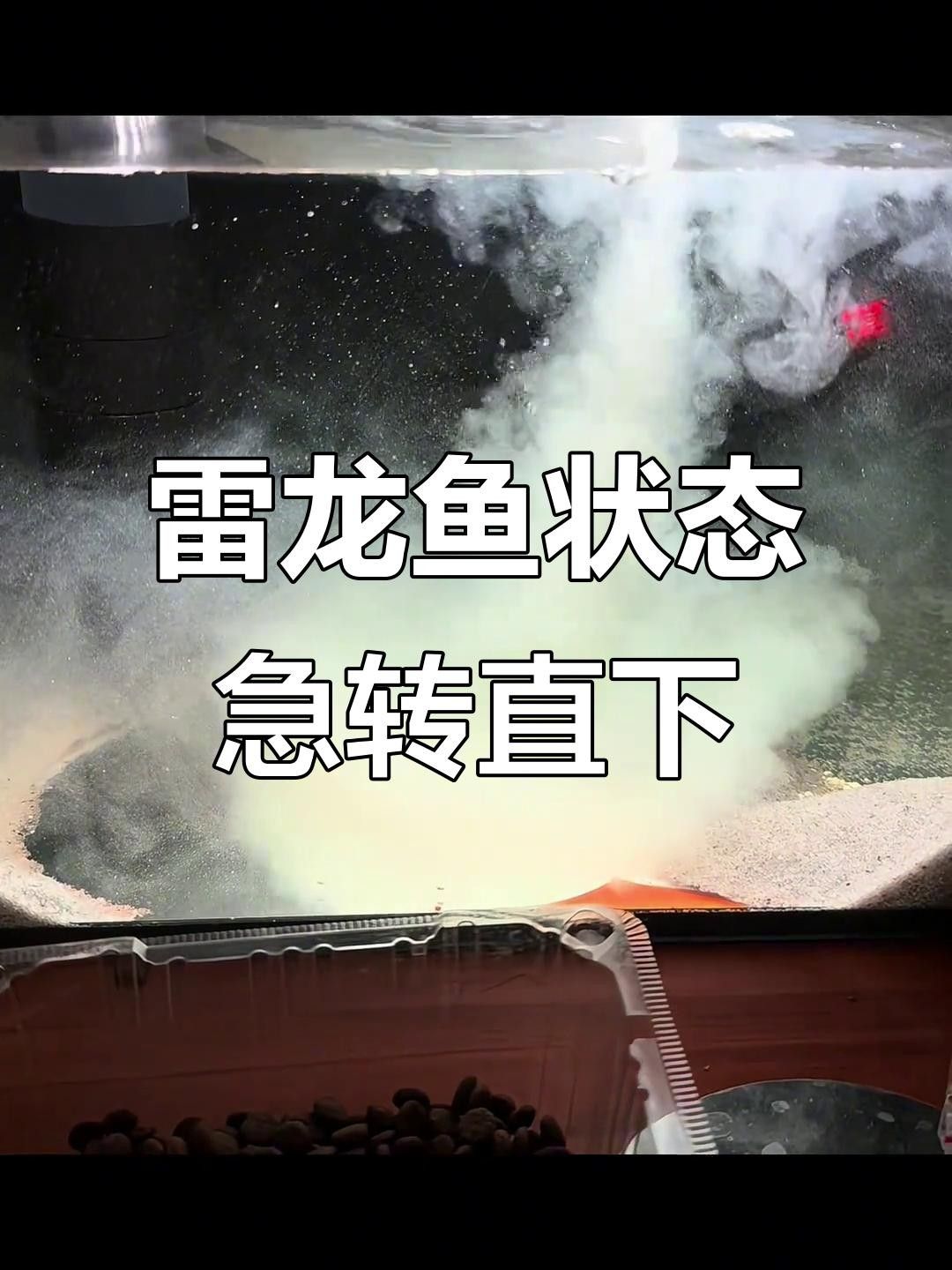 龍魚嘴部發白是什么原因？，龍魚嘴發白后還能活多久，