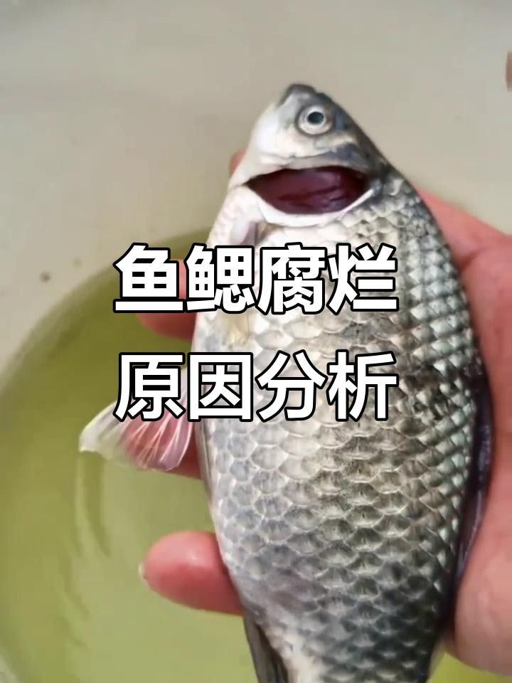 龍魚腮部疾病解析，龍魚翻腮怎么辦