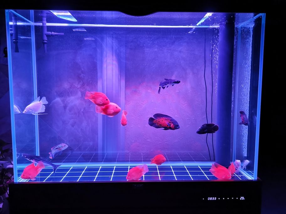 第一次養魚，要學的太多，集齊九圖召喚神龍評論：缺條上層魚，第一次養魚要學的太多，集齊九圖召喚神龍