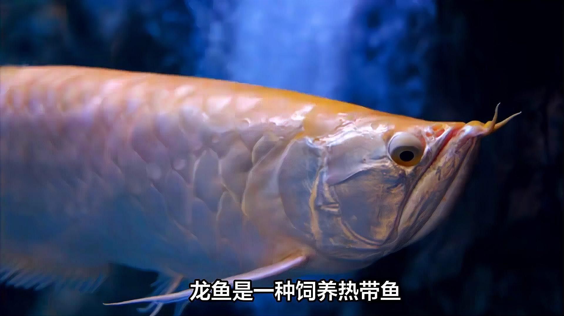 翁源龍魚的價格是多少？，廣東省韶關市翁源縣的龍魚養殖業