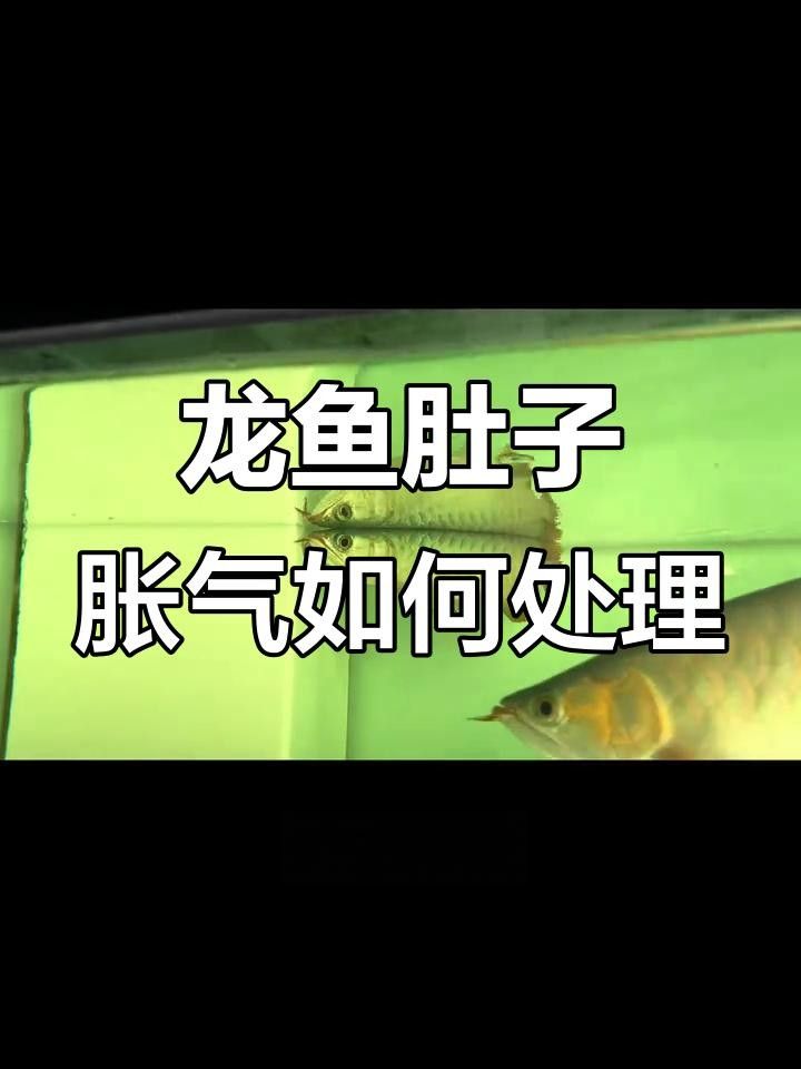 龍魚脹氣怎么辦，紅龍魚脹氣浮背怎么辦教你快速排氣方法魚脹氣了怎么辦
