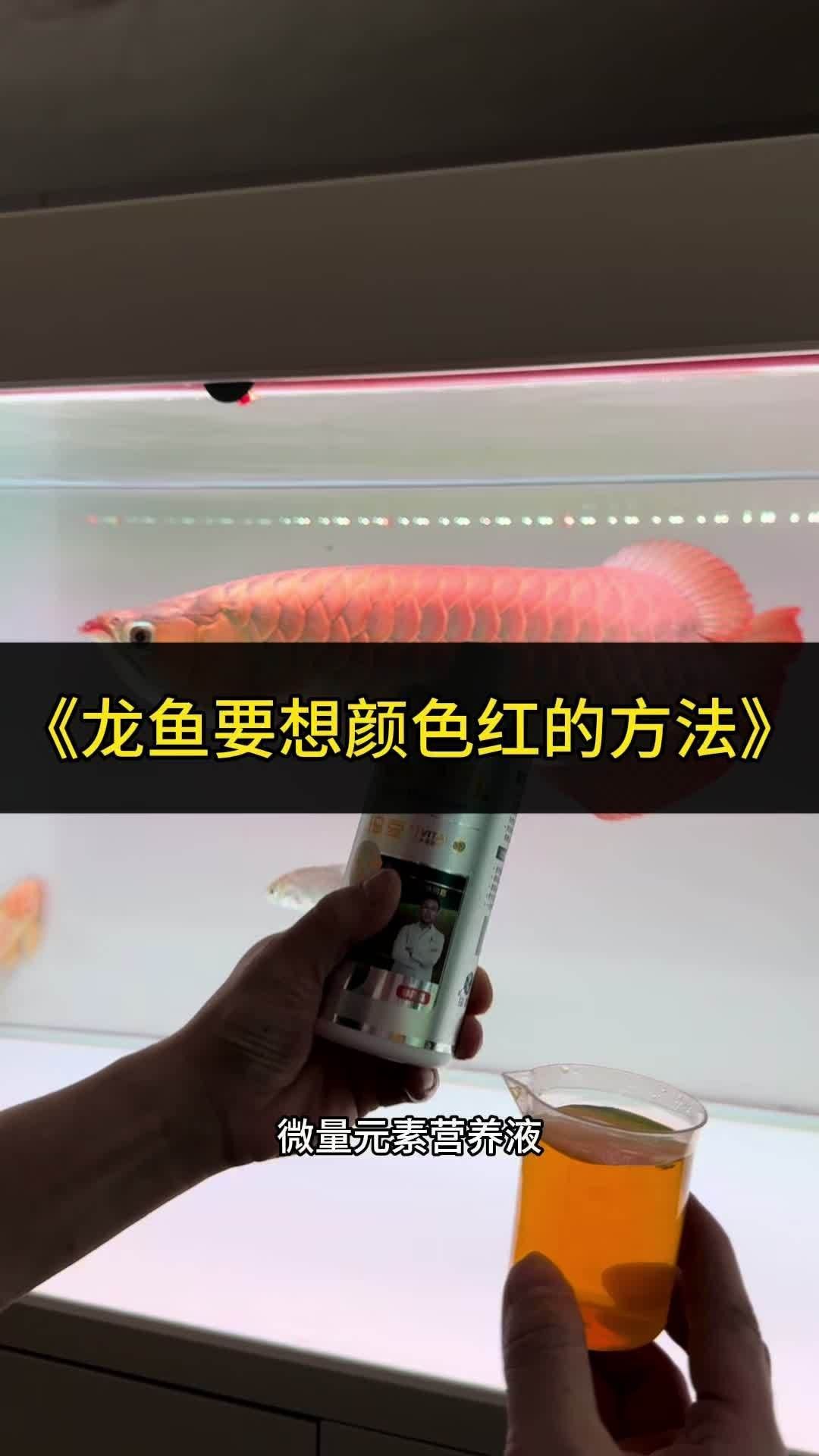 榕江龍魚最簡單且鮮明的顏色組合有哪些？，榕江龍魚最簡單三個顏色組合