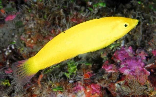 黃龍魚的價格是多少？黃龍魚的繁殖方式是怎樣的？，珊瑚礁的“黃金醫生”秒懂大百科,每天介紹一種海魚-黃龍魚