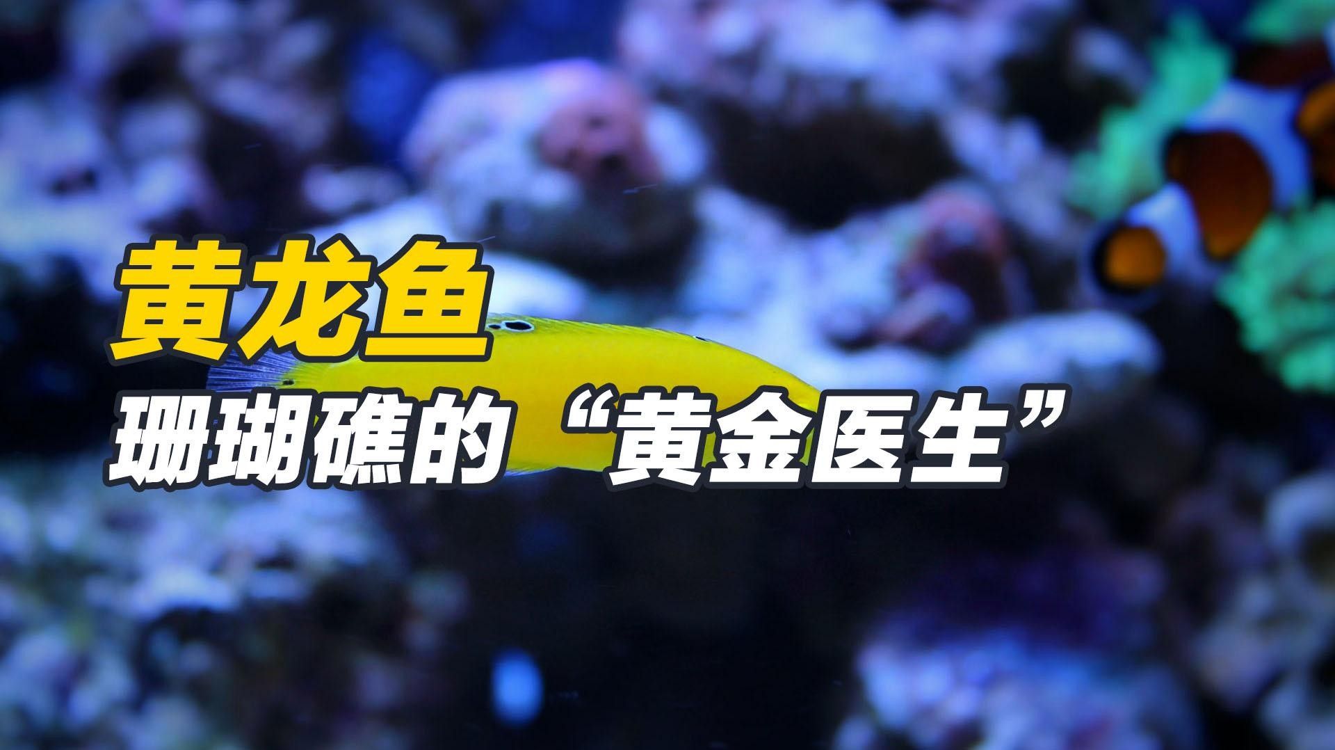黃龍魚的價格是多少？黃龍魚的繁殖方式是怎樣的？，珊瑚礁的“黃金醫生”秒懂大百科,每天介紹一種海魚-黃龍魚