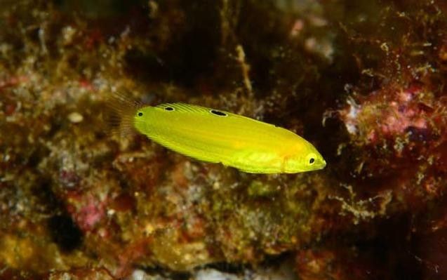 黃龍魚的價格是多少？黃龍魚的繁殖方式是怎樣的？，珊瑚礁的“黃金醫生”秒懂大百科,每天介紹一種海魚-黃龍魚