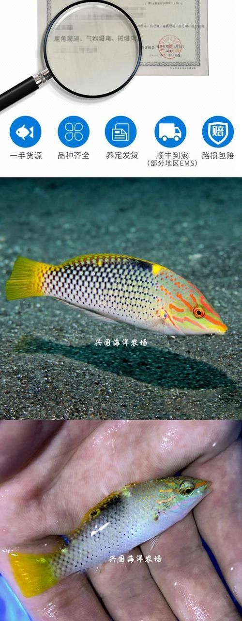 黃龍魚的價格是多少？黃龍魚的繁殖方式是怎樣的？，珊瑚礁的“黃金醫生”秒懂大百科,每天介紹一種海魚-黃龍魚
