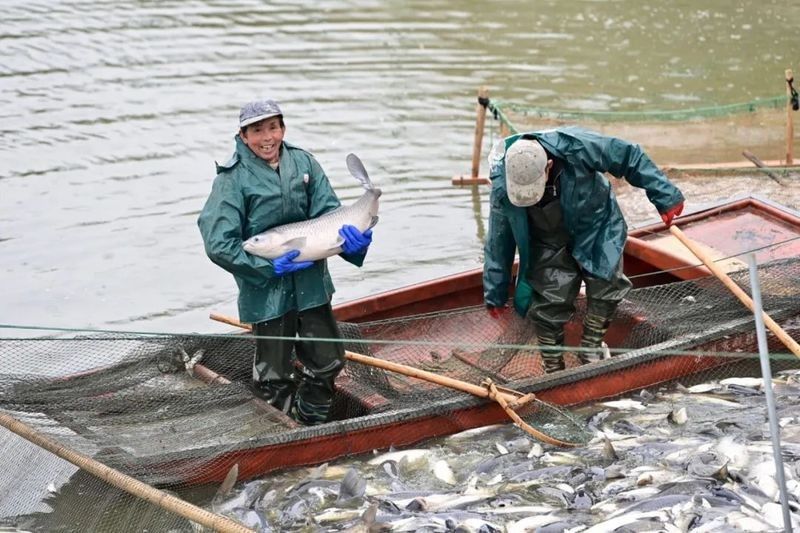 昆山河里哪些魚適合烹飪昆山河里哪些魚適合烹飪，昆山河里哪些魚最肥美