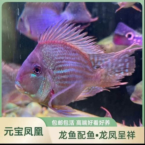 關于元寶紅龍魚的詳細介紹，元寶紅龍魚好養嗎，