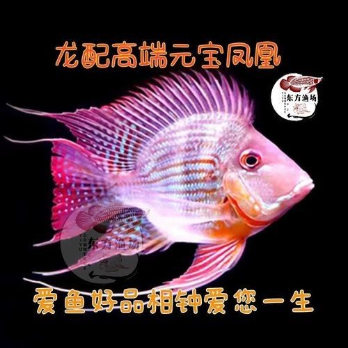 關于元寶紅龍魚的詳細介紹，元寶紅龍魚好養嗎，