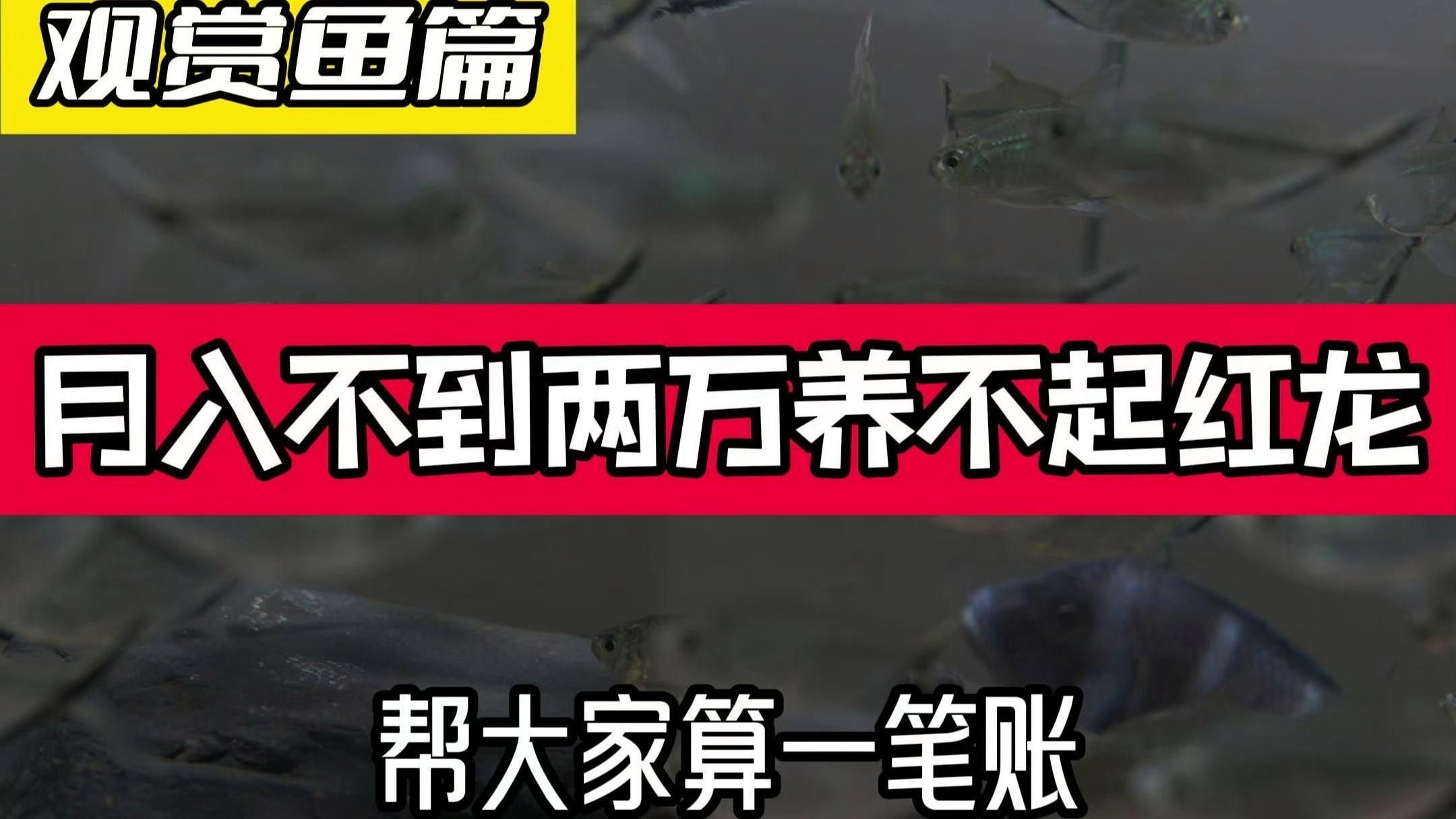 關于元寶紅龍魚的詳細介紹，元寶紅龍魚好養嗎，
