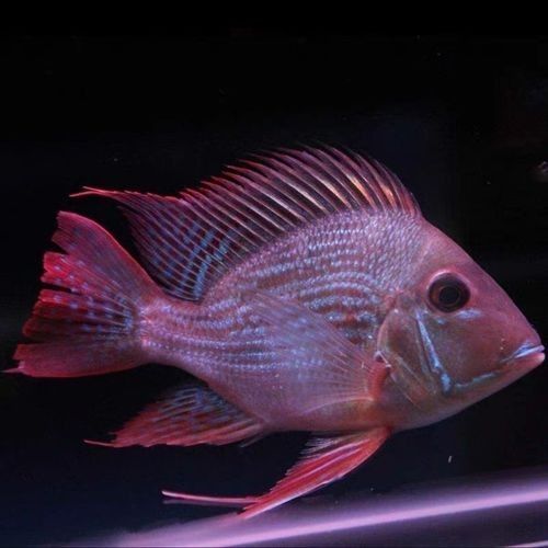 關于元寶紅龍魚的詳細介紹，元寶紅龍魚好養嗎，