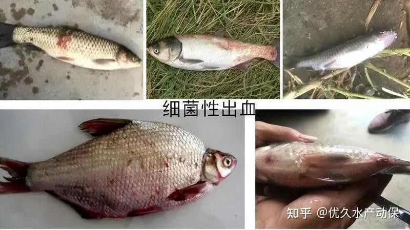 菠蘿魚最怕三個東西，菠蘿魚在飼養(yǎng)過程中需要注意以下三種常見疾病的影響
