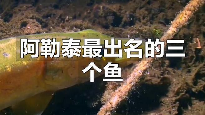 阿勒泰的冷水魚(yú)，阿勒泰冷水魚(yú)是什么魚(yú)