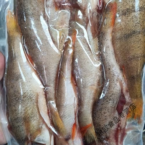 阿勒泰的冷水魚(yú)，阿勒泰冷水魚(yú)是什么魚(yú)