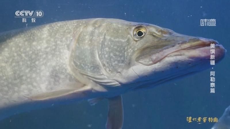 阿勒泰的冷水魚(yú)，阿勒泰冷水魚(yú)是什么魚(yú)