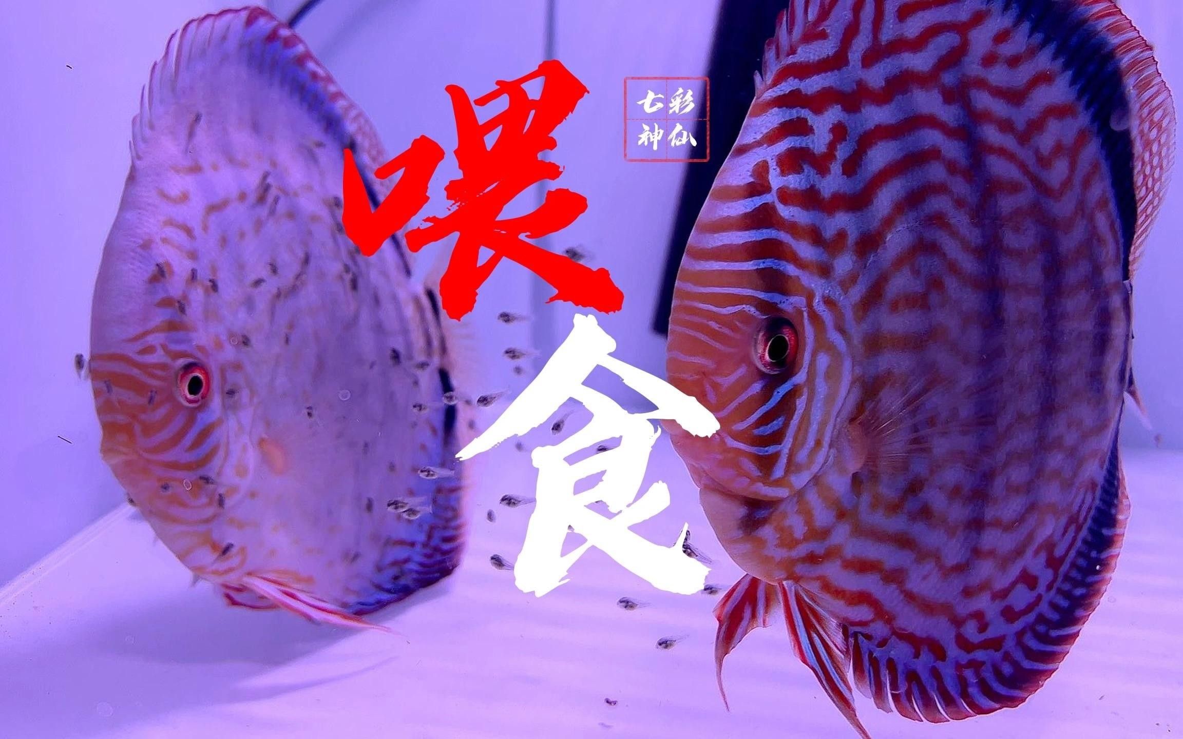 龍魚(yú)喂牛心漢堡怎么喂龍魚(yú)喂牛心漢堡有哪些注意事項(xiàng)，龍魚(yú)喂牛心漢堡怎么喂牛心漢堡喂食技巧與儲(chǔ)存方法