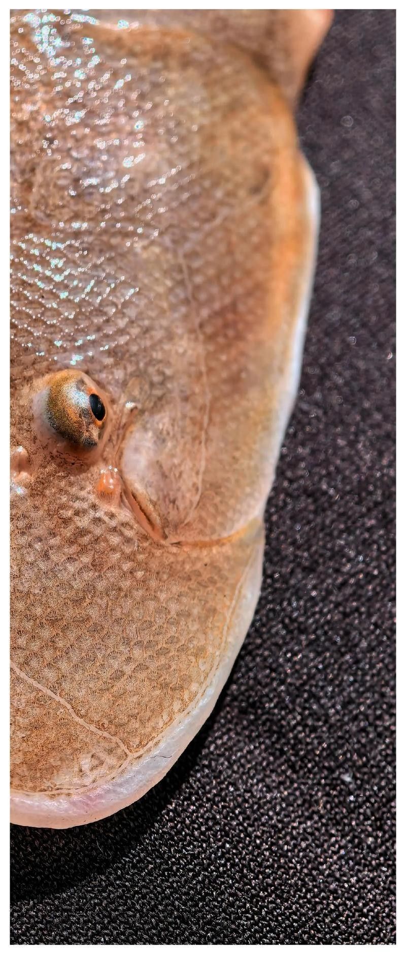 沙龍魚的繁殖方式是怎樣的？，沙龍魚的生活環(huán)境是怎樣的，沙龍魚的繁殖方式是怎樣的