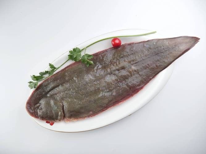沙龍魚的繁殖方式是怎樣的？，沙龍魚的生活環(huán)境是怎樣的，沙龍魚的繁殖方式是怎樣的