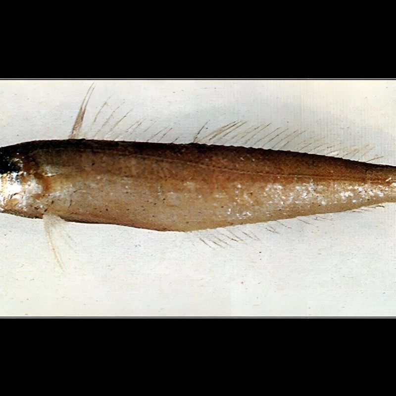 沙龍魚的繁殖方式是怎樣的？，沙龍魚的生活環(huán)境是怎樣的，沙龍魚的繁殖方式是怎樣的