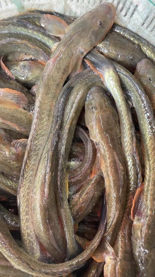 沙龍魚的繁殖方式是怎樣的？，沙龍魚的生活環(huán)境是怎樣的，沙龍魚的繁殖方式是怎樣的