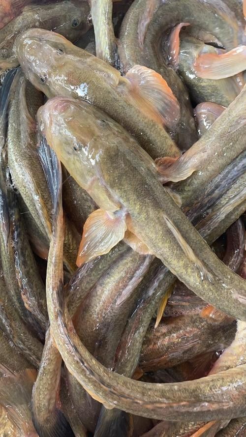 沙龍魚的繁殖方式是怎樣的？，沙龍魚的生活環(huán)境是怎樣的，沙龍魚的繁殖方式是怎樣的