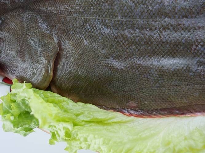 沙龍魚的繁殖方式是怎樣的？，沙龍魚的生活環(huán)境是怎樣的，沙龍魚的繁殖方式是怎樣的