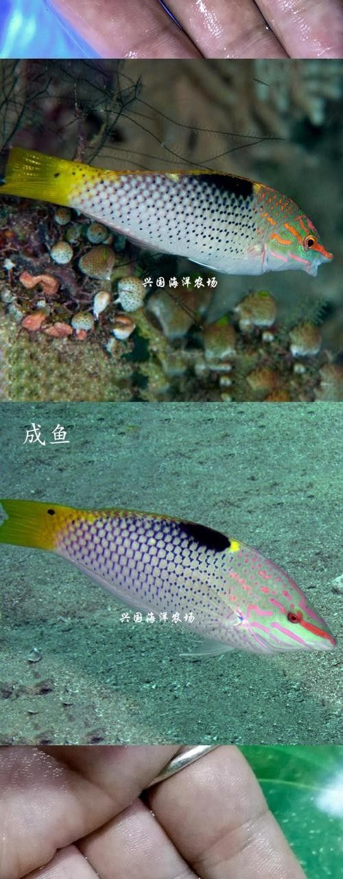 沙龍魚的繁殖方式是怎樣的？，沙龍魚的生活環(huán)境是怎樣的，沙龍魚的繁殖方式是怎樣的