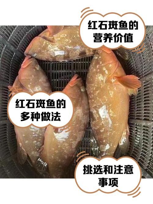 紅丁斑魚的最佳烹飪方法是什么紅丁斑魚肉質鮮美堪比初戀，紅丁斑清蒸,魚皮嫩滑如凍,肉質鮮美堪比初戀!