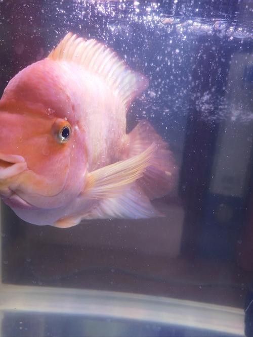 龍魚蒙眼怎么辦，龍魚眼睛出現(xiàn)白膜怎么辦芋泥啵啵飽脹箱