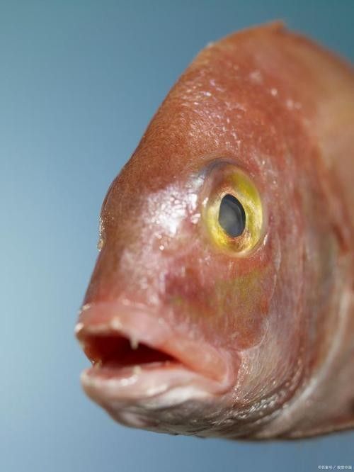 龍魚蒙眼怎么辦，龍魚眼睛出現(xiàn)白膜怎么辦芋泥啵啵飽脹箱