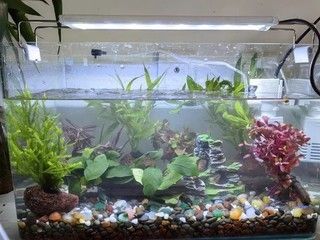 銀龍魚吃小魚還是吃小金魚好？，銀龍喂小金魚好嗎銀龍喂小金魚好嗎